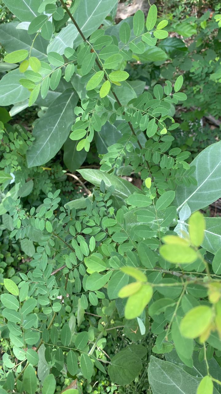 கரும்புளான் இலை  50 g |Karumpoolan leaves 50 g