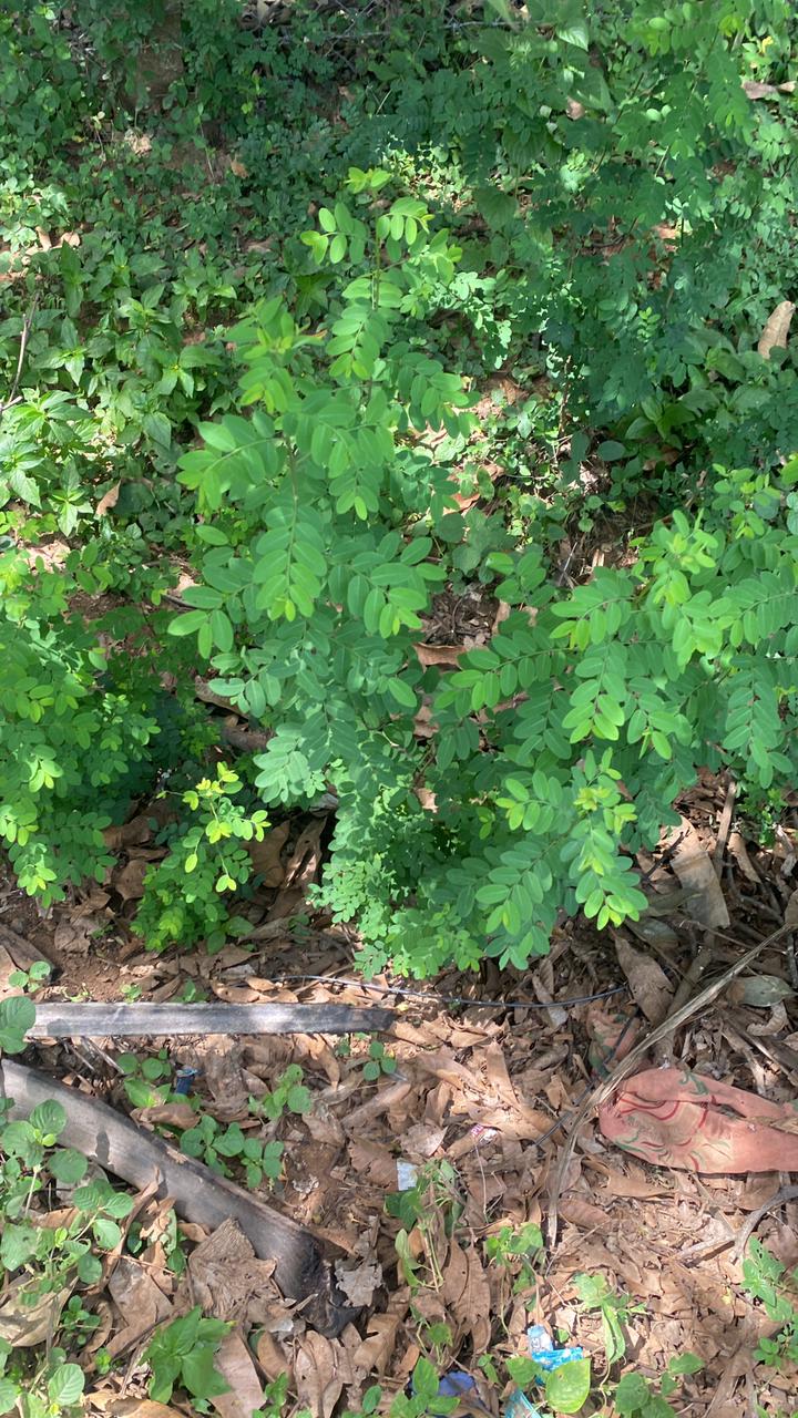 கரும்புளான் இலை  50 g |Karumpoolan leaves 50 g