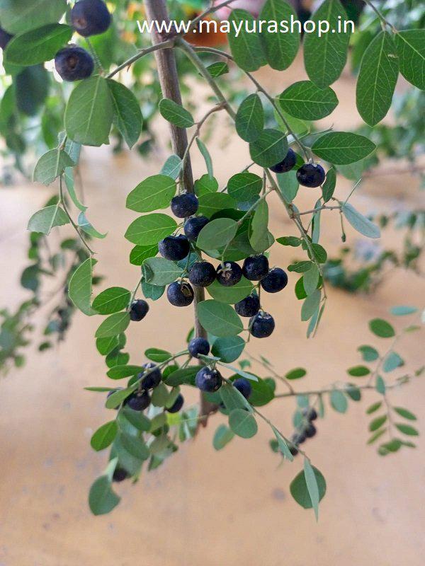 கரும்புளான் இலை  50 g |Karumpoolan leaves 50 g