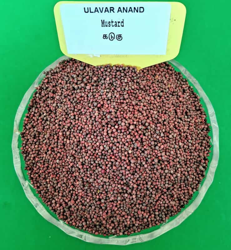 MUSTARD 250 Gram | கடுகு