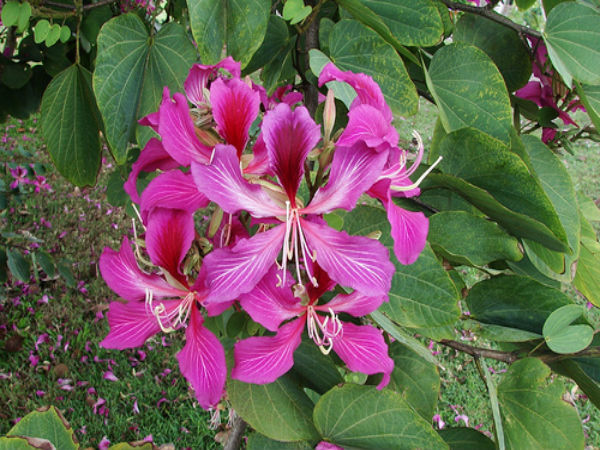 Cleary Cydia  | கிளைரி  சிடியா