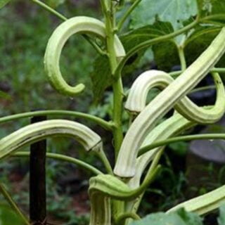 யானை தந்த நீள வெண்டை | Elephant Trunk Ladiesfinger