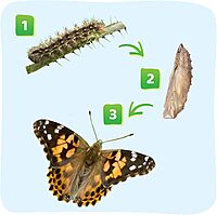 Insect Lore Raise and Release Butterfly Garden Kit – Caterpillar Habitat with redeemable Voucher – STEM-accredited Live Butterfly Growing Kit for Kids, Classrooms, and Homeschool Learning