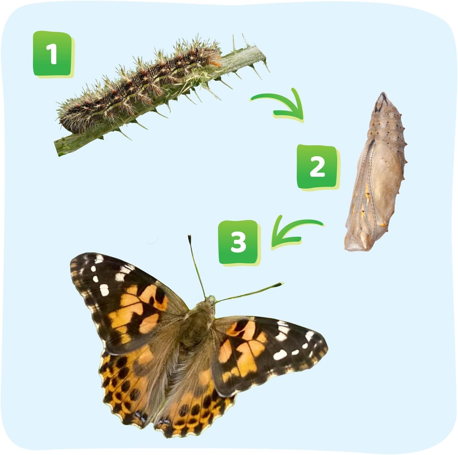 Insect Lore Raise and Release Butterfly Garden Kit – Caterpillar Habitat with redeemable Voucher