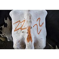 All-Weather Paintstik Livestock Marker