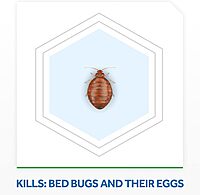 Raid Bed Bug Foaming Insecticide Spray 16.5 oz