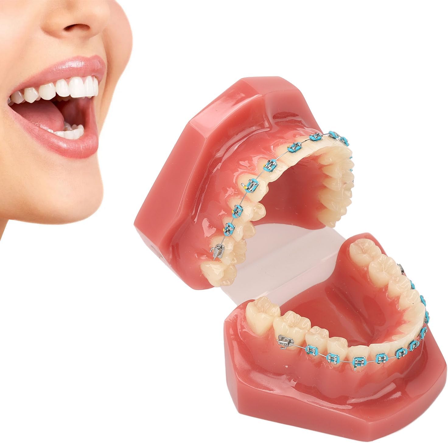 Modelo de Dientes de Ortodoncia de Tipodonto (28 Piezas de Dientes)-Dentición