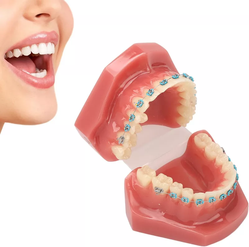 Modelo de Dientes de Ortodoncia de Tipodonto (28 Piezas de Dientes)-Dentición