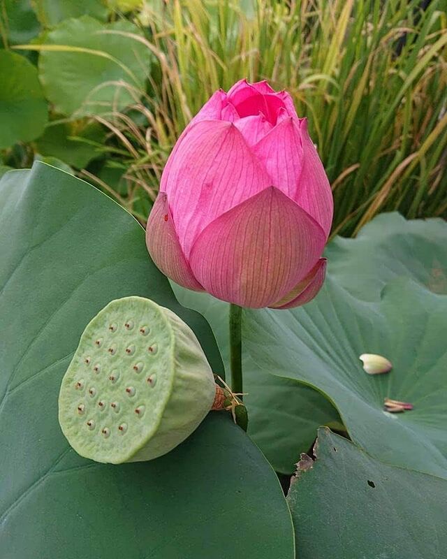 Lotus _ தாமரை