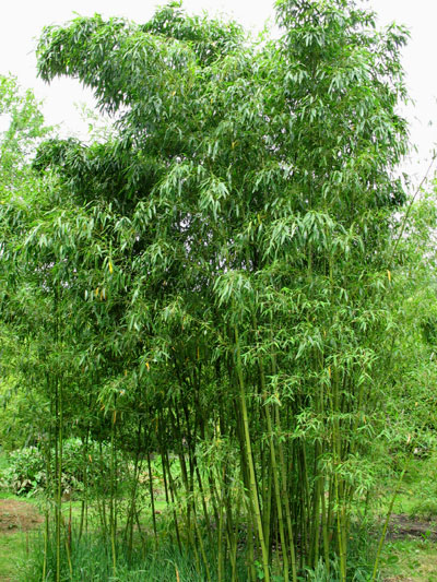 Stone Bamboo ( கல் மூங்கில் )