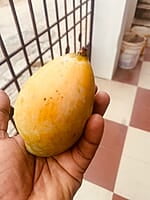 Mango - Kilimooku 5kg