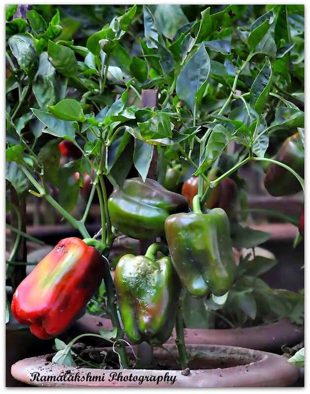 capsicum | குடை மிளகாய்