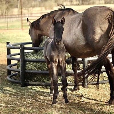 Hay Chix Large Bale Net- 4'