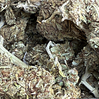 Cerrito Kush Exterior Regular