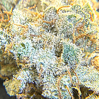 Invaders x Ghost Kong Indoor Hidropónica Premium