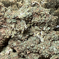Maui Wowie Greenhouse Standard