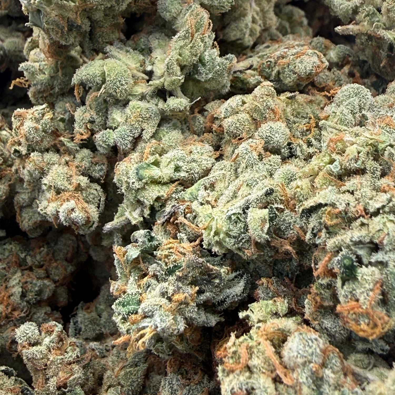 Chem Funk Indoor Hidropónica