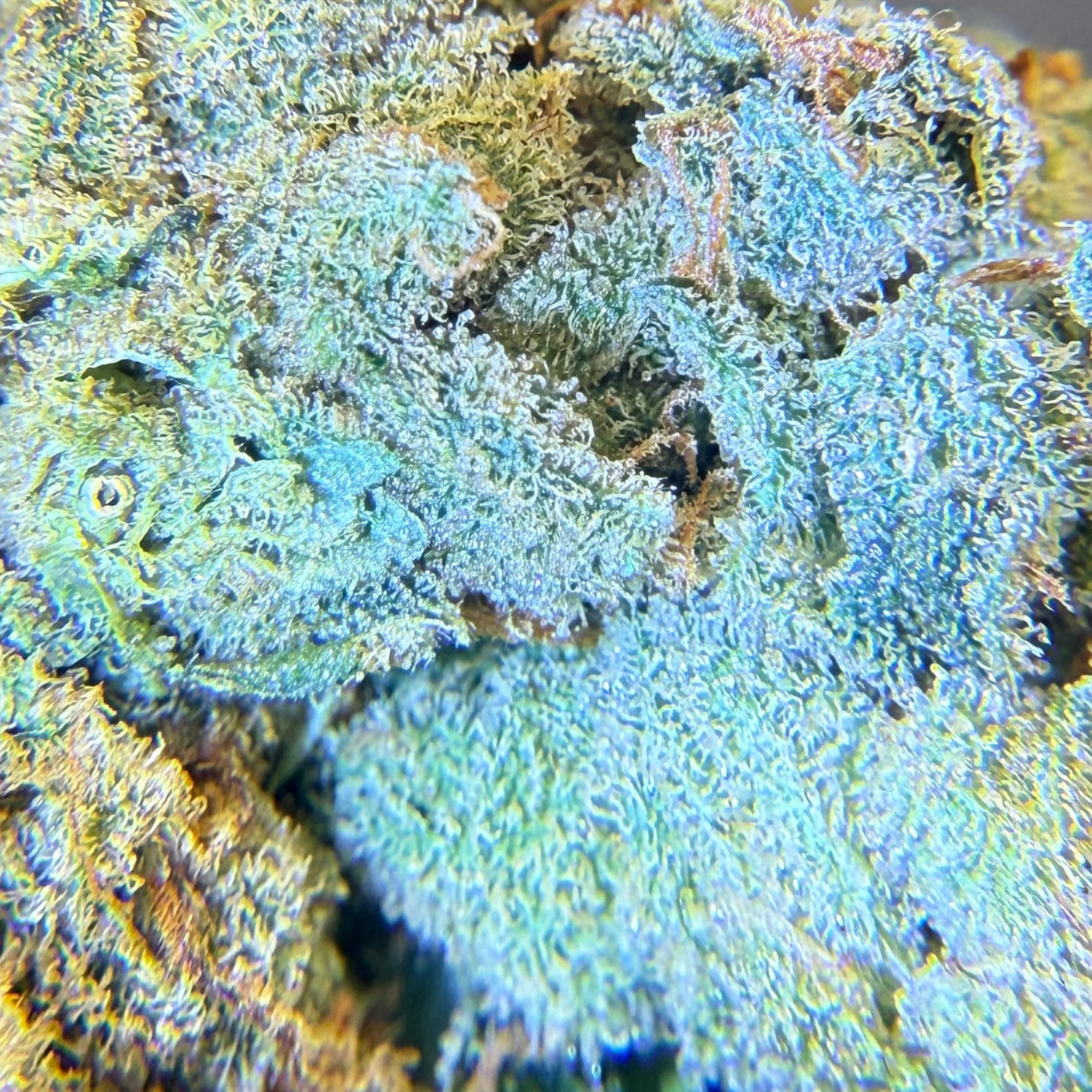 Holy Grail Kush Indoor Hidropónica
