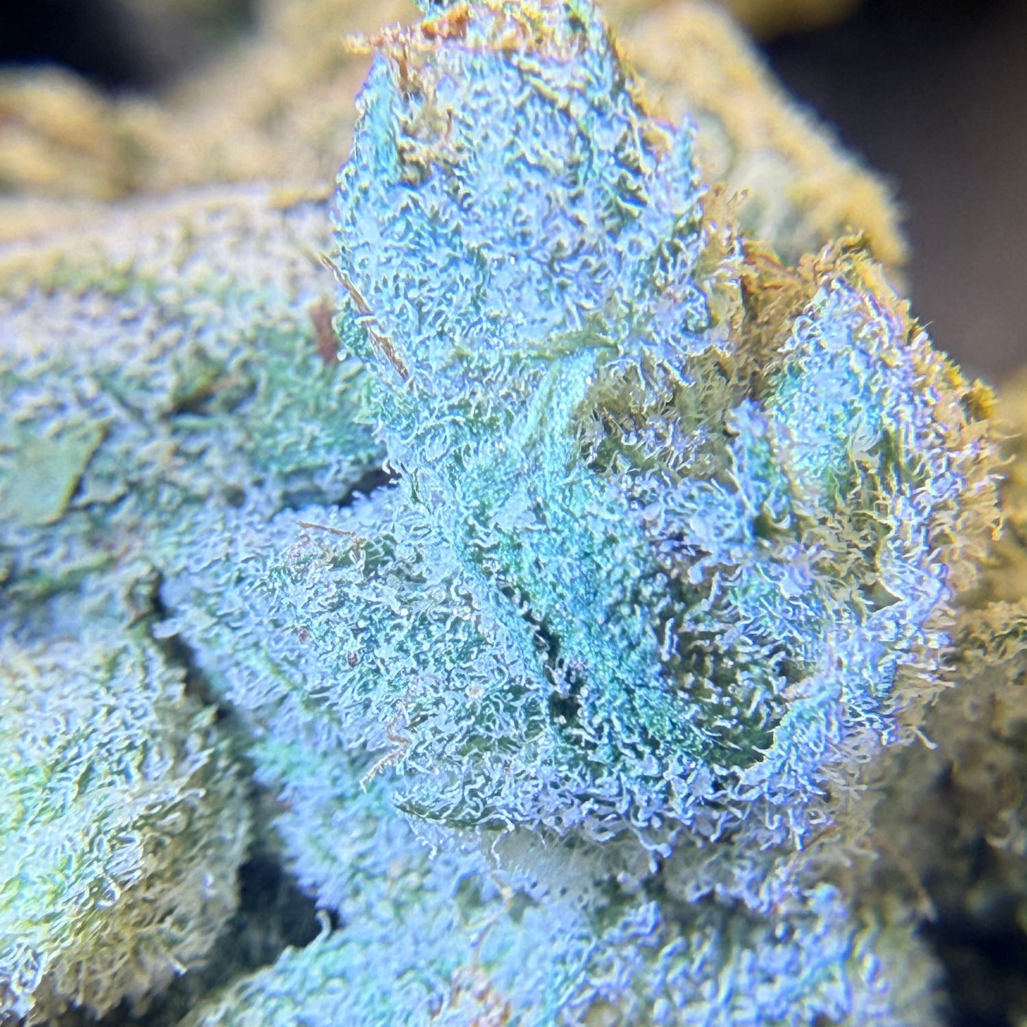 Super Lemon × Gary Payton Indoor Hidropónica