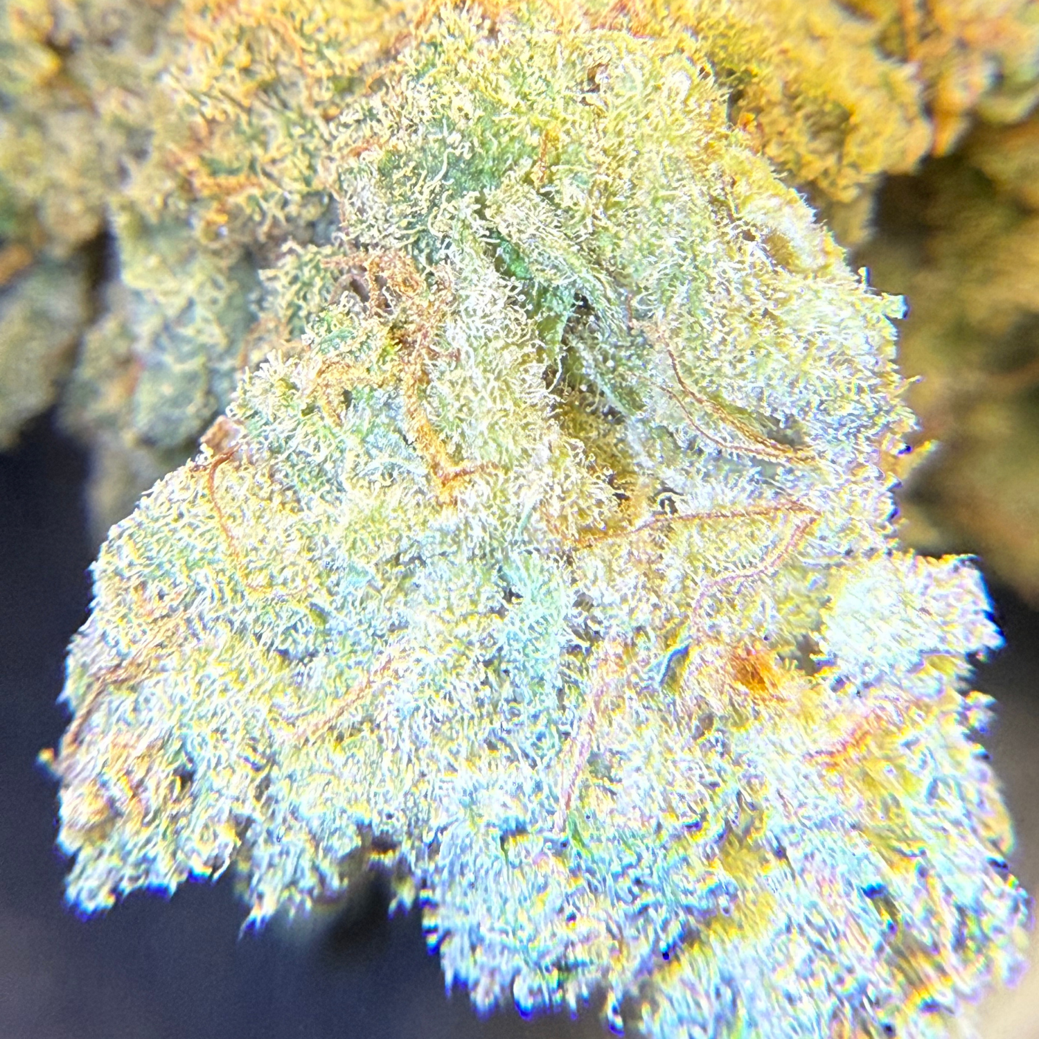 Purple Sunset Indoor Hidropónica