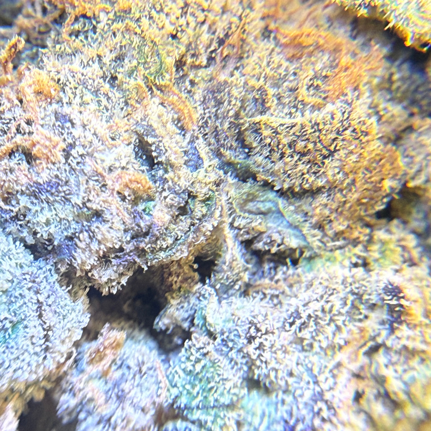Martian Candy Nugget Indoor Hidropónica