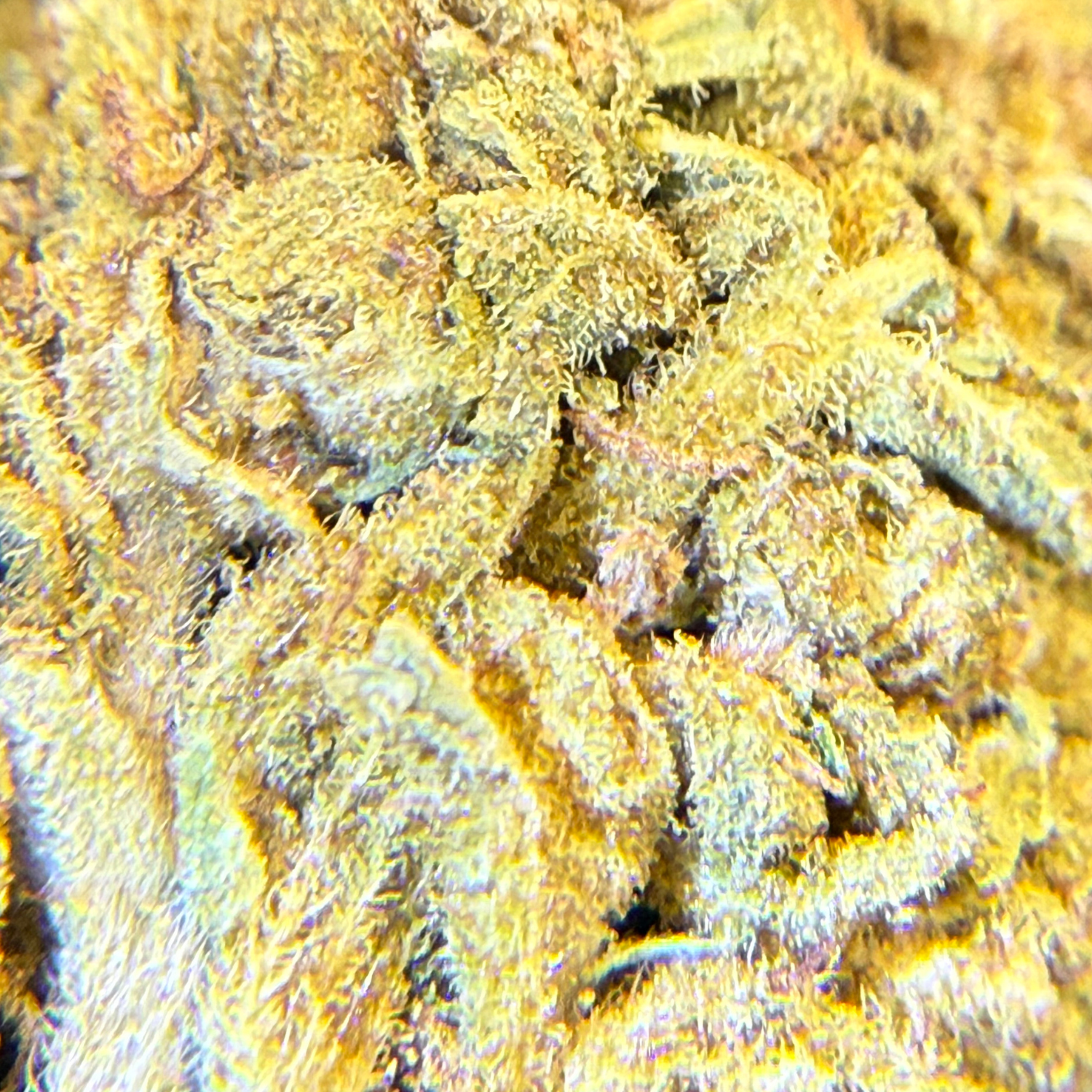 Jack Herer Indoor Básica