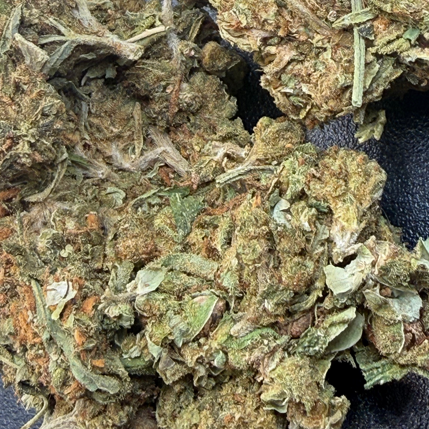 Northern Lights Exterior Regular