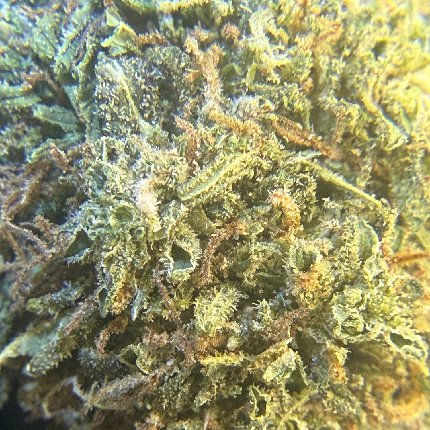 Peach Indoor Clásica
