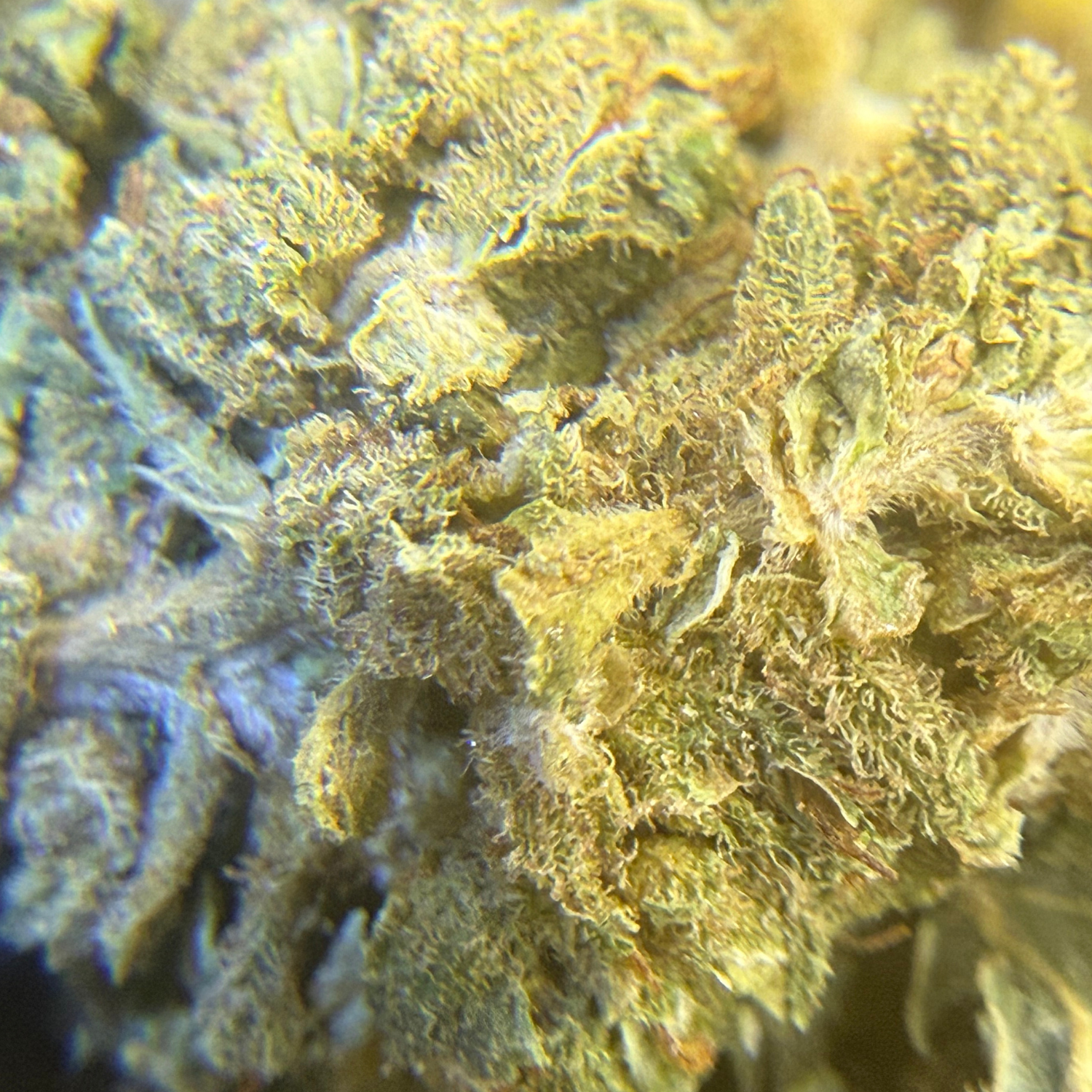 Kosher Kush Exterior Regular