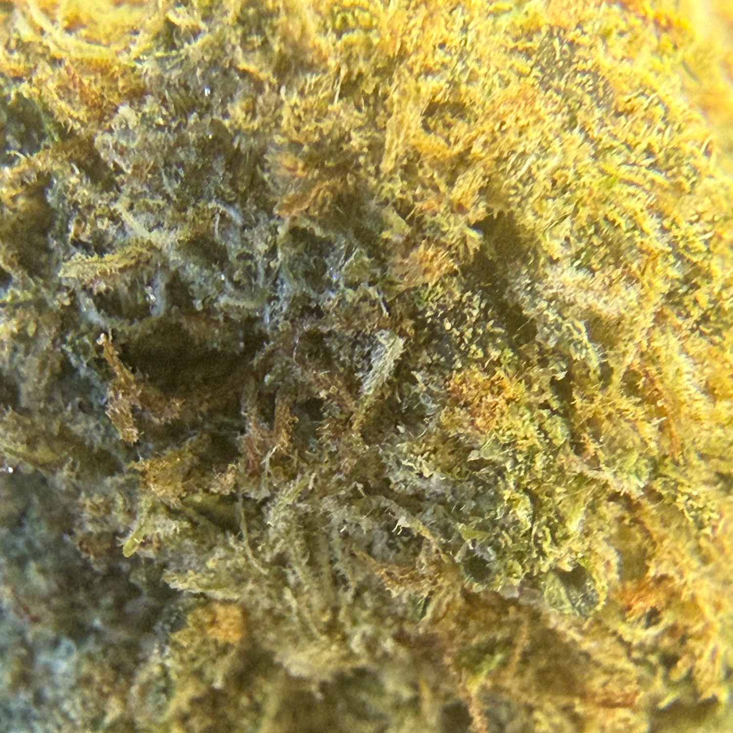 Gelato × Tropicana Indoor Clásica