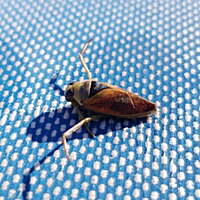 Fast Down Pool Insecticide | 1Kg | PM-670