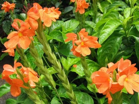 Kanagamaram (கனகாம்பரம் பூ )