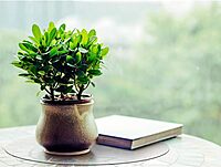 Floortex Desktex Anti-Microbial Circular Table Mats, 12in Diameter, Pack of 2, Fresh Mist