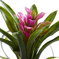 Nearly Natural Tropical Bromeliad 8inH Artificial Floral Arrangement With Angled Vase, 8inH x 6inW x 6inD, Purple