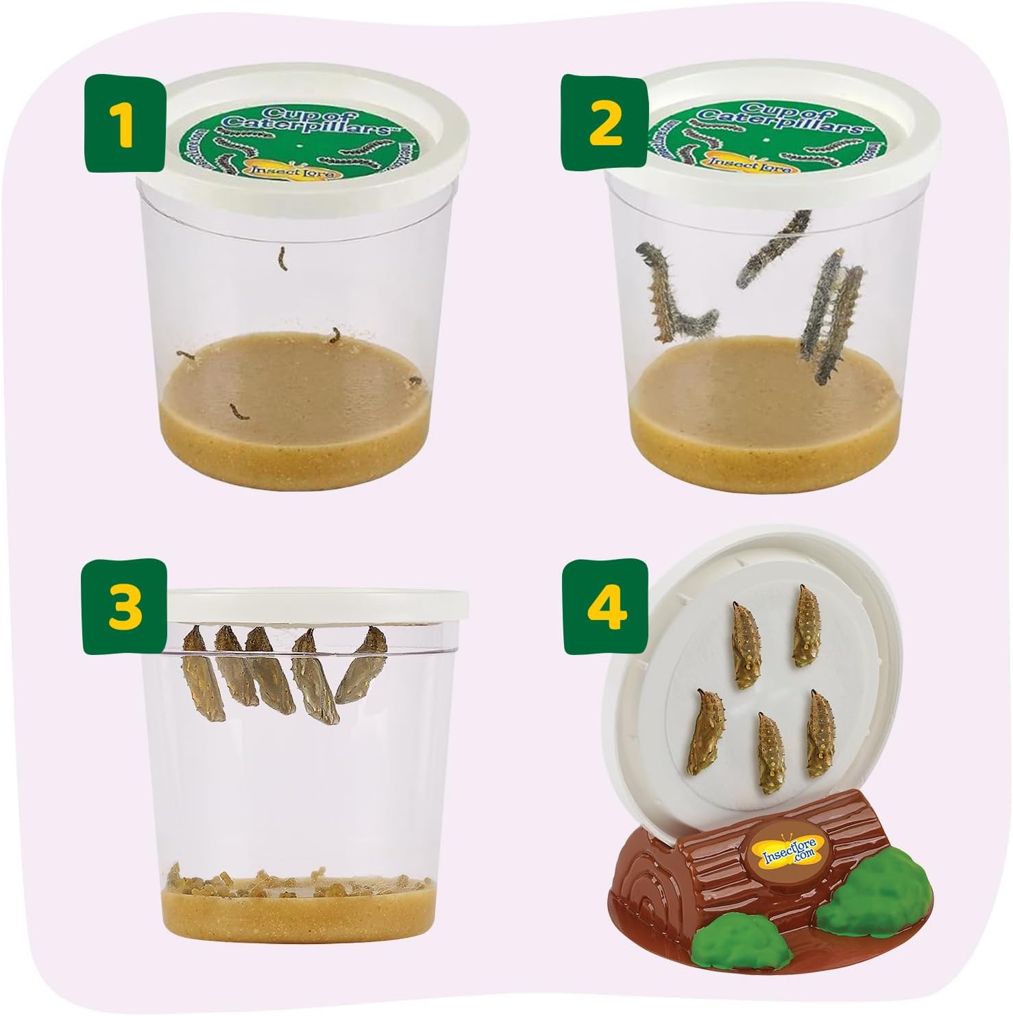 Insect Lore Raise and Release Butterfly Garden Kit – Caterpillar Habitat with redeemable Voucher