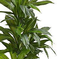 Nearly Natural 4ft. Dracaena Artificial Plant in Sand Colored Planter (Real Touch), Green