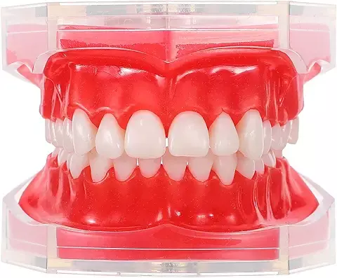 CHILDWEET Modelo de Dientes Articulado para Práctica Dental con Removibles y Diseño Resistente para Enseñanza y Estudios de Higiene Oral Escuelas y Clínicas
