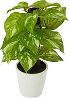 Nearly Natural 9in. Pothos Artificial Plant in White Planter (Real Touch) 1 Count (Pack of 1)