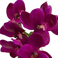 Nearly Natural 4208-S3 9" Phalaenopsis Orchid Artificial Arrangement in Vase (Set of 3), Multi/Color