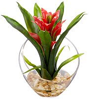 Nearly Natural Tropical Bromeliad 8inH Artificial Floral Arrangement With Angled Vase, 8inH x 6inW x 6inD, Red
