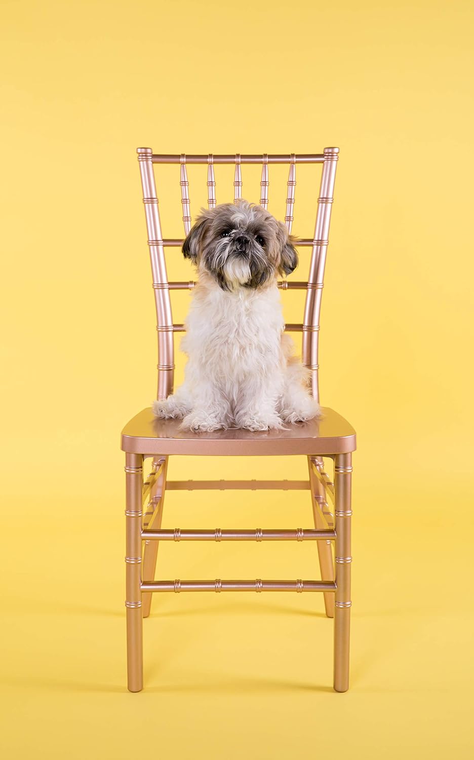 Flash Furniture Hercules Premium Series Chiavari Chair for Formal Events and Banquets, Commercial/Residential All-Occasion Event Chair, Gold 1