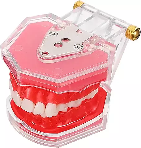 Modelo Dental Articulado para Enseñanza Oral Demostración con Dientes Extraíbles Resistente y Seguro para Estudiantes y Profesionales Práctica Educativa Higiene Bucal