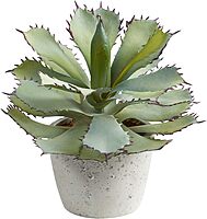 Nearly Natural Succulent 11inH Artificial Plant With Planter, 11inH x 10inW x 10inD, Green/White