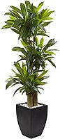 Nearly Natural 5-1/2ftH Polyethylene Cornstalk Dracaena Plant With Clay Planter, Black Wash/Green