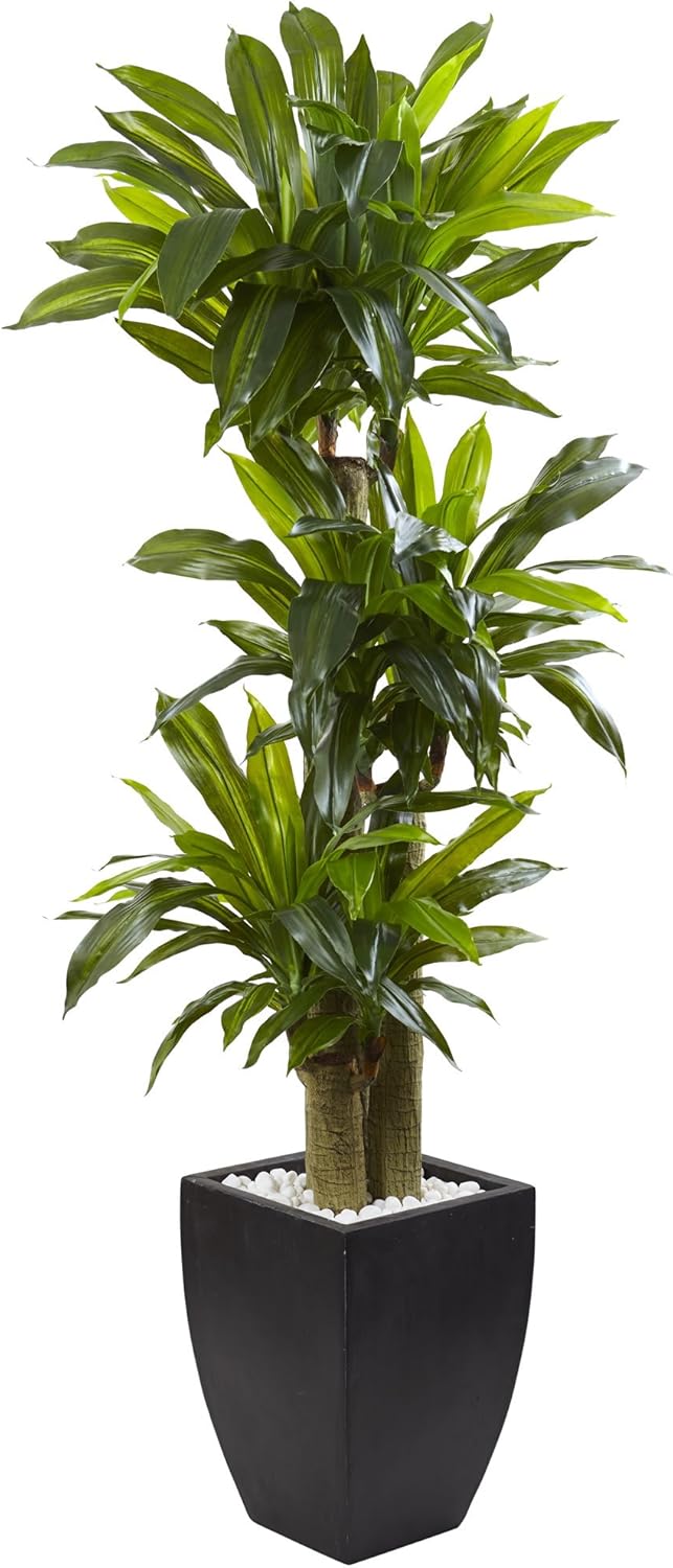 Nearly Natural 5-1/2ftH Polyethylene Cornstalk Dracaena Plant With Clay Planter, Black Wash/Green