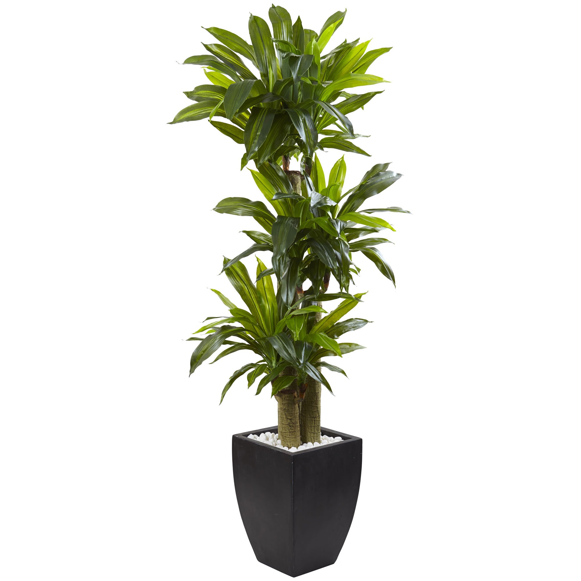 Nearly Natural 5-1/2ftH Polyethylene Cornstalk Dracaena Plant With Clay Planter, Black Wash/Green