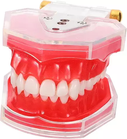 Hohopeti Modelo Dental Completo Articulado con Dientes Permanentes Desmontables para Práctica y Enseñanza Oral Clínicas y Escuelas