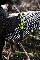 Schrade Delta Class Isolate Drop Point Fixed Blade 8.5in with 4in AUS-10 Steel and Non-Slip Grip for Hunting