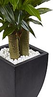 Nearly Natural 5-1/2ftH Polyethylene Cornstalk Dracaena Plant With Clay Planter, Black Wash/Green