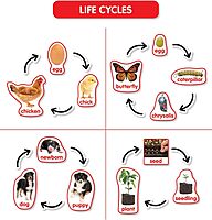 Scholastic Teachers Friend Early Science Concepts Bulletin Board Set, Preschool - Grade 2